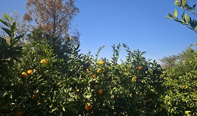 橘林探險(xiǎn)，尋味金秋——記凱迪正大2025年度秋季團(tuán)建活動(dòng)